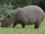 Capivara