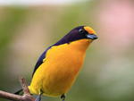 Fotos de Artur Carlos Vieira