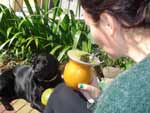 Thais Trombini: &quot;Domingo de manha tomando um chima com minha Labradora Tana!&quot;