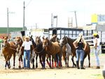 No parque Fernando Cruz Pimentel, os cavalos so atrao principal