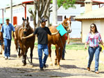 Cavalos e seus donos passeiam pelo parque