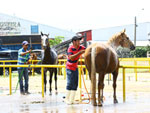 Tratadores preparam os cavalos para as provas