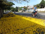 Leitores e fotgrafos do Santa registram imagens da rvore mais famosa da cidade. Rua Bahia
