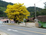 Ip na Rua Emlio Tallmann