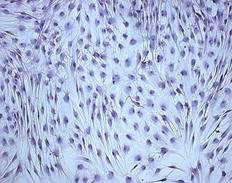 Simone Bonato Luisi / Faculdade de Odontologia UFRGS