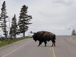 Biz�o no Yellowstone National Park (EUA)