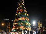 Detalhes da �rvore gigante