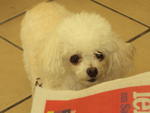 Contato da dona (Adriana) 48 84023852   Poodle Micro toy, atende por Laika, tem 8 anos, foi levada na Rua Prefeito Tolentino de Carvalho, por um Fiat Uno Branco, no dia 13/11/11, num domingo, por volta 17:48.