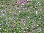 Foto mostra chuva de granizo que ocorreu em Serafina Corra hoje, 30 de novembro de 2011, as 12:40 (meio dia). A chuva durou em torno de um minuto.