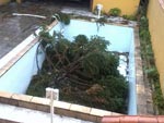 O pinheiro do terreno vizinho partiu-se ao meio e caiu dentro da piscina