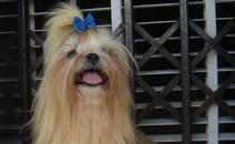 (Divulga��o/RBS TV)
