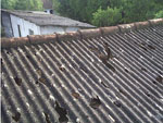 Estragos nas telhas mostram o impacto do granizo que atingiu o municpio.