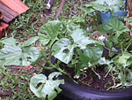 Plantas tambm sofreram o impacto da queda de granizo.