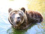 O urso-pardo se refresca na �gua