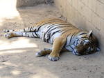 O tigre-de-bengala descansa