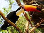 O tucano e suas belas cores tamb�m fazem parte da fauna do Braz