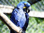 A arara-azul tamb�m se faz presente no Braz
