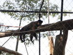 Os animais vindos da Reden��o, na Capital, j� se sentem em casa