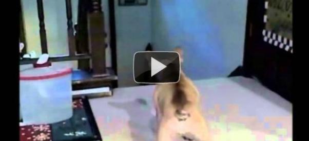 (Reprodu��o, Youtube)