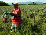 De cada dez frutas produzidas no Estado, seis so colhidas em Terra de Areia, municpio com 9,8 mil habitantes, no Litoral Norte, a 153km da Capital.