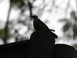 No Outono, que  transio para o inverno,  mais comum a entrada de massas de ar frio, potencializando a queda de temperaturas
