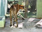 Animais sofrem em zoolgico abandonado no Alto Vale, Tigre-de-Bengala