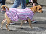 Passeio rene 1,2 mil ces