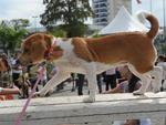 Passeio rene 1,2 mil ces