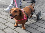Passeio rene 1,2 mil ces