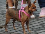 Passeio rene 1,2 mil ces