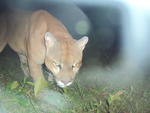 Parque Nacional Serra do Itaja, Puma