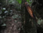Tronco de palmiteiro decepado por faco