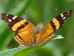 Borboleta