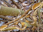 Mariposa