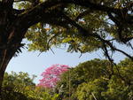 Ip-roxo, rvore smbolo de Blumenau, na praa Victor Konder