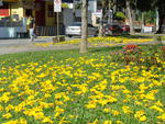 Ips colorem a paisagem urbana de Blumenau