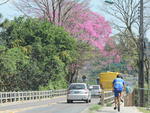 Ips colorem a paisagem urbana de Blumenau