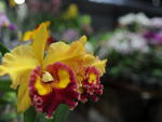Circulo de Orquidfilos de Blumenau promove, na Vila Germnica, a 149 Exposio de Orqudeas, Bonsai, Bromlias e Plantas Ornamentais. Exposio vai at domingo