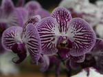 Circulo de Orquidfilos de Blumenau promove, na Vila Germnica, a 149 Exposio de Orqudeas, Bonsai, Bromlias e Plantas Ornamentais. Exposio vai at domingo