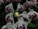 Circulo de Orquidfilos de Blumenau promove, na Vila Germnica, a 149 Exposio de Orqudeas, Bonsai, Bromlias e Plantas Ornamentais. Exposio vai at domingo