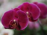Circulo de Orquidfilos de Blumenau promove, na Vila Germnica, a 149 Exposio de Orqudeas, Bonsai, Bromlias e Plantas Ornamentais. Exposio vai at domingo