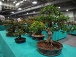 Circulo de Orquidfilos de Blumenau promove, na Vila Germnica, a 149 Exposio de Orqudeas, Bonsai, Bromlias e Plantas Ornamentais. Exposio vai at domingo