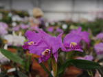 Circulo de Orquidfilos de Blumenau promove, na Vila Germnica, a 149 Exposio de Orqudeas, Bonsai, Bromlias e Plantas Ornamentais. Exposio vai at domingo