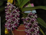 Circulo de Orquidfilos de Blumenau promove, na Vila Germnica, a 149 Exposio de Orqudeas, Bonsai, Bromlias e Plantas Ornamentais. Exposio vai at domingo