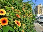 Primavera, a estao mais cheia de vida