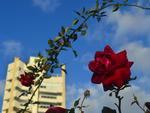 Primavera, a estao mais cheia de vida