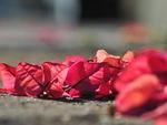 Primavera, a estao mais cheia de vida