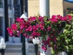 Primavera, a estao mais cheia de vida