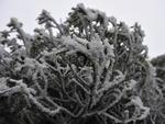 Vegetao coberta pelo sincelo em Urupema