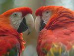 Zoo Pomerode